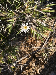 Aster takasagomontanus
