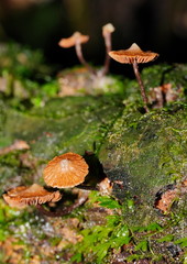 Kuehneromyces brunneoalbescens