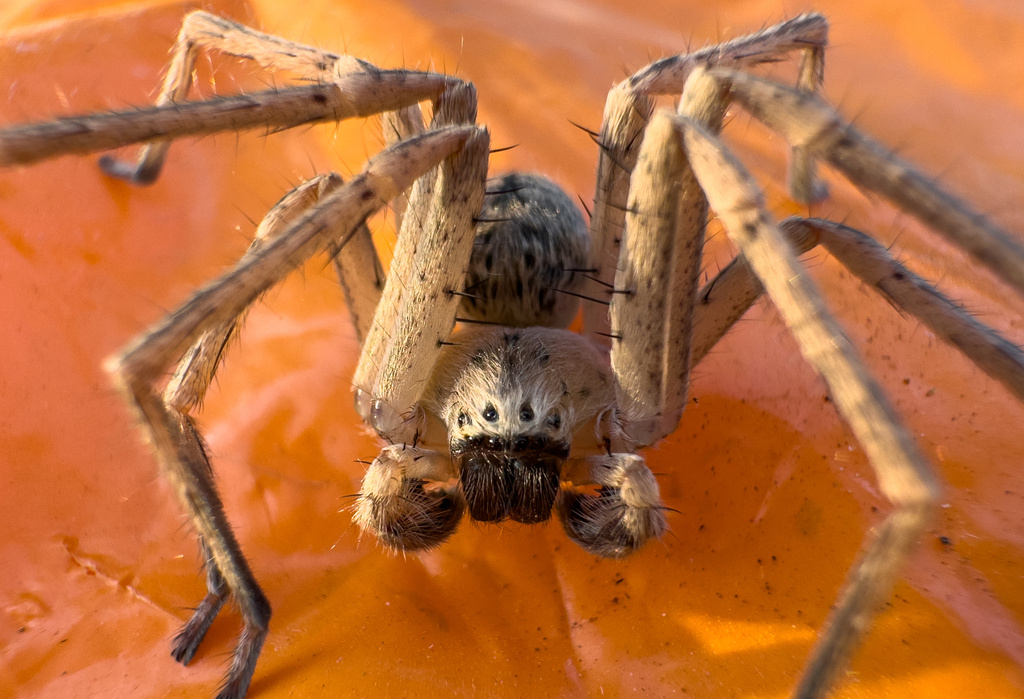 Olios correvoni