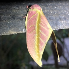 Leucanella apollinairei