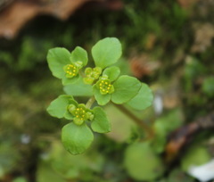 Chrysosplenium kamtschaticum
