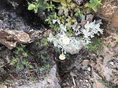 Anaphalis nepalensis