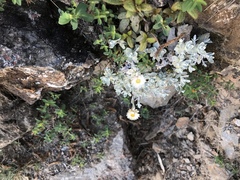 Anaphalis nepalensis