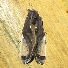 Bertholdia