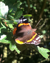 Vanessa atalanta