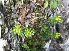 Sedum morrisonense