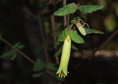 Correa reflexa lobata