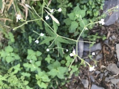 Cerastium subpilosum