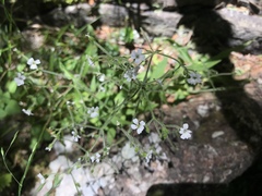 Cerastium subpilosum