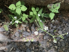 Cerastium subpilosum