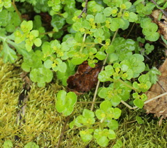 Chrysosplenium kamtschaticum