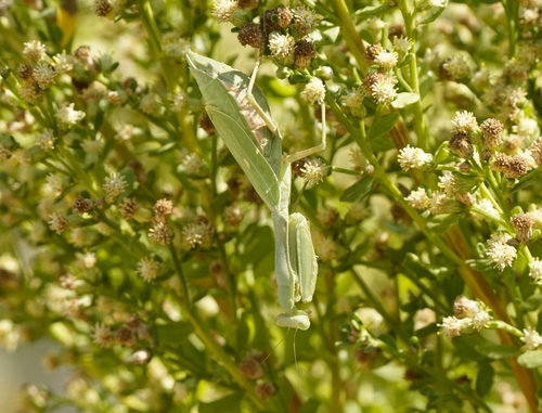 iNaturalist observation photo of Arizona Mantis