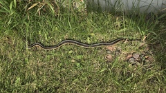 Thamnophis butleri