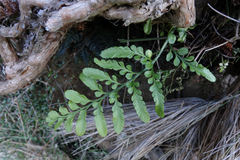 Asplenium lyallii