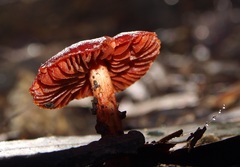 Cortinarius persplendidus