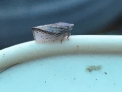 Mimophantia maritima