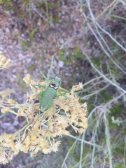 Ephippiger discoidalis