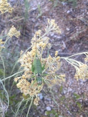 Ephippiger discoidalis