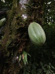 Theobroma cacao image