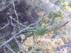 Ephippiger discoidalis