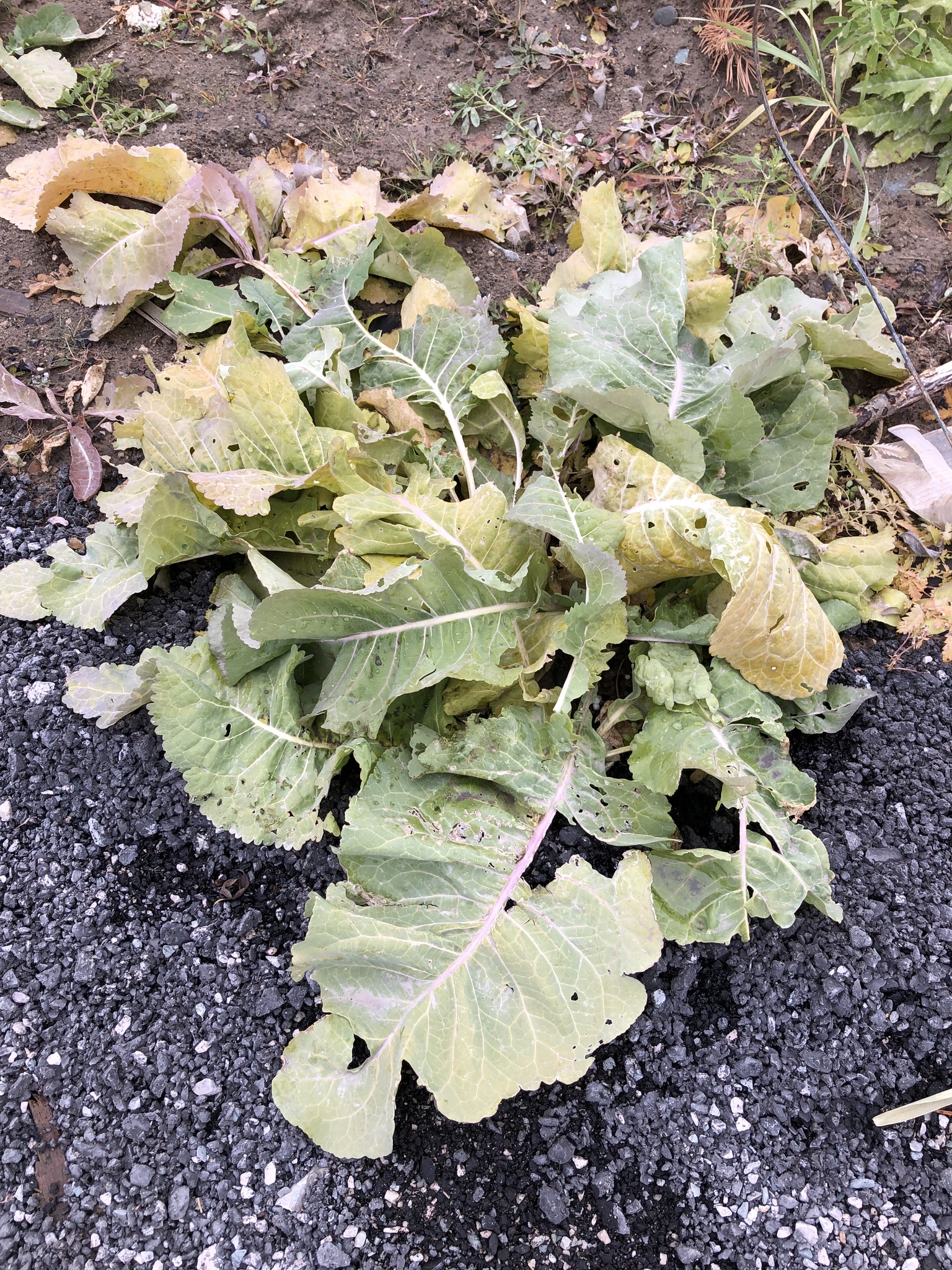 Armoracia sisymbrioides