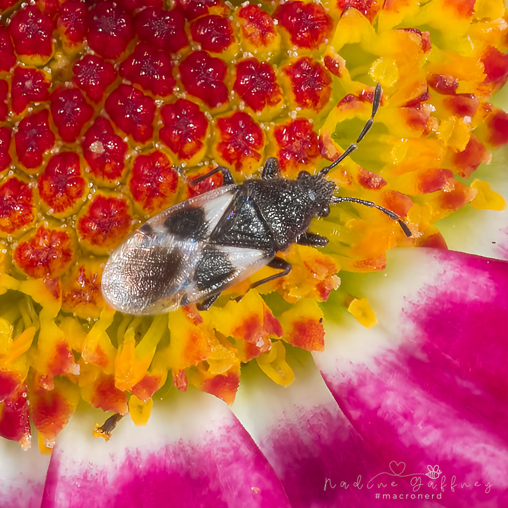 Oxycarenus luctuosus