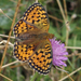 Dark Green Fritillary - Photo (c) fausto, some rights reserved (CC BY-NC-ND), uploaded by fausto