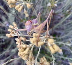 Ephippiger discoidalis