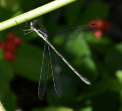 Lestes disjunctus