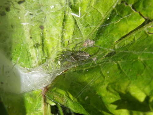 Labirintinis Piltuvininkas