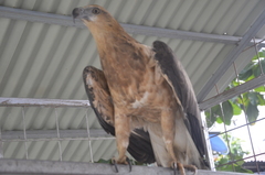 Haliaeetus leucogaster