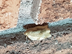 Choristoneura fractivittana