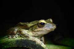 Polypedates leucomystax