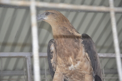 Haliaeetus leucogaster