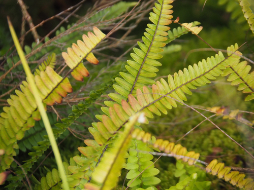 Image of Nephrolepis flexuosa by (c) Michael Berardozzi, some rights reserved (CC BY)