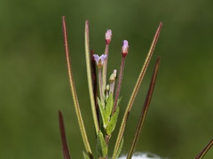 Epilobium glandulosum