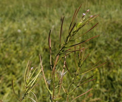 Epilobium glandulosum