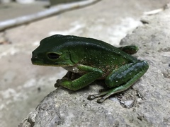 Phyllomedusa trinitatis