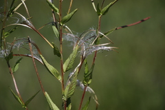 Epilobium glandulosum