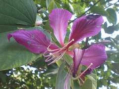 Bauhinia variegata