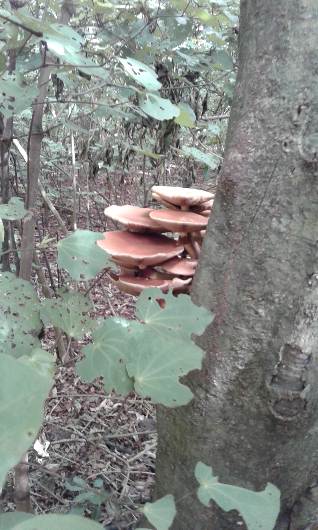 Agrocybe parasitica image