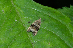 Syricoris lacunana