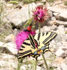 Papilio alexanor