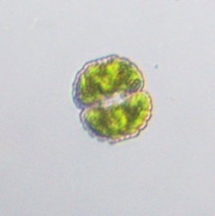 Desmidiaceae