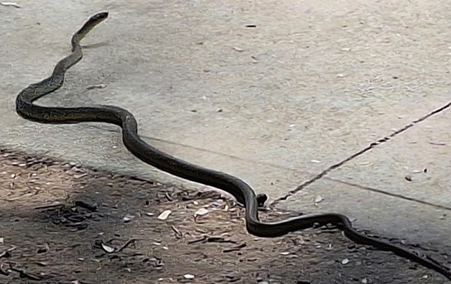 Common Tree Snake sighting