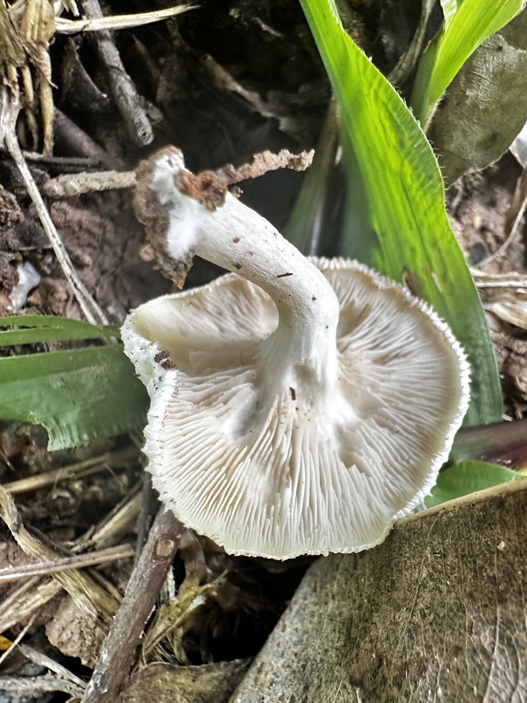 Clitopilus crispus · September 2024 · photo: © vladtepesh (iNaturalist, cc-by)