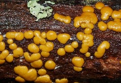 Trichoderma victoriense