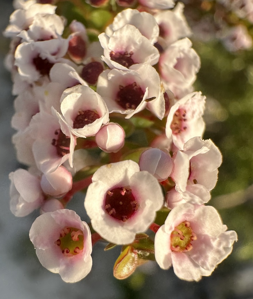 Scholtzia uberiflora