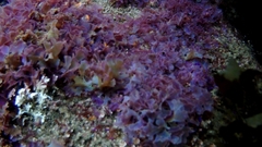 Taonia australasica