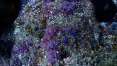 Taonia australasica